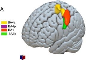 An illustration of a brain gradually changing and adapting, symbolizing growth and continuity in change, with connections forming over time to represent neuroscience insights applied to coaching.