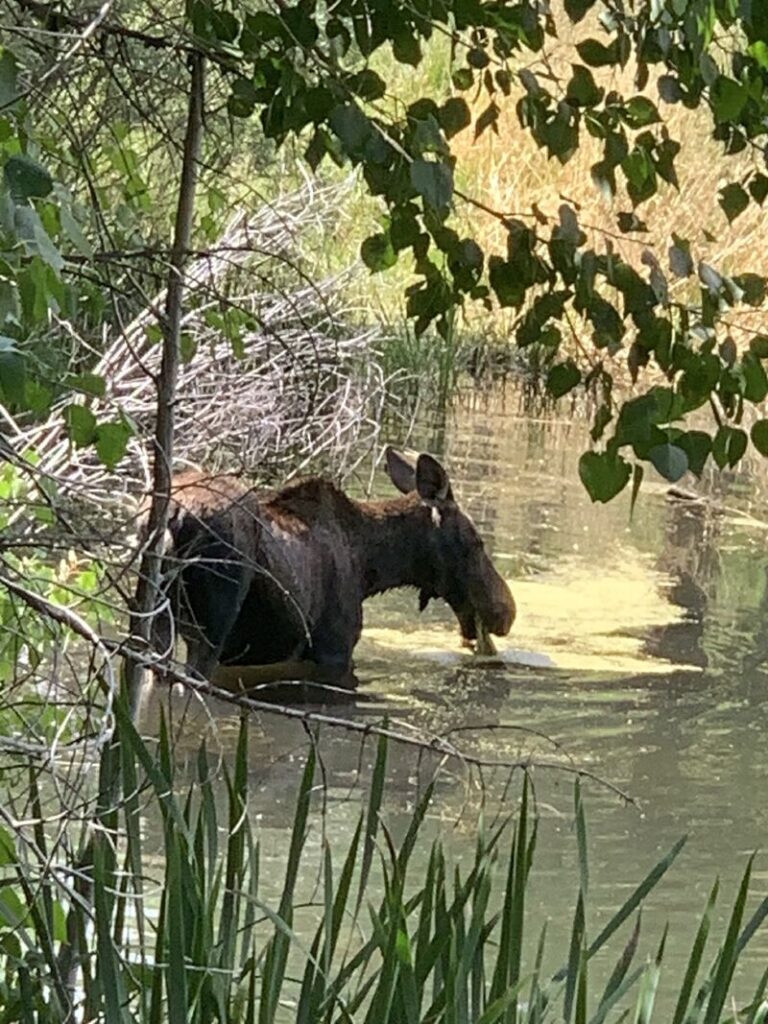 A cyclist seeing a moose while out on a ride symbolizing resilience and navigating life's highs and lows through the power of play