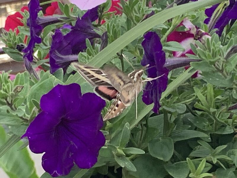 An image of a moth symbolizing how perception can be deceptive, with blurred edges and light effects to create a sense of illusion.